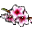 Pfirsichblüte.png