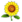 Sonnenblume.png
